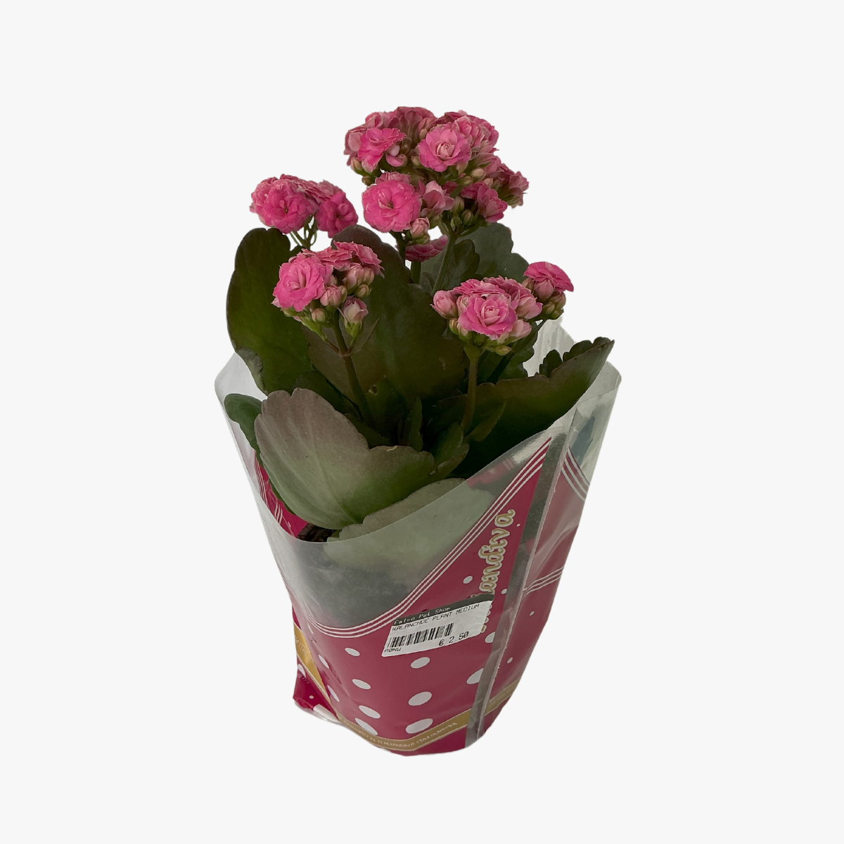 Kalanchoe Plant