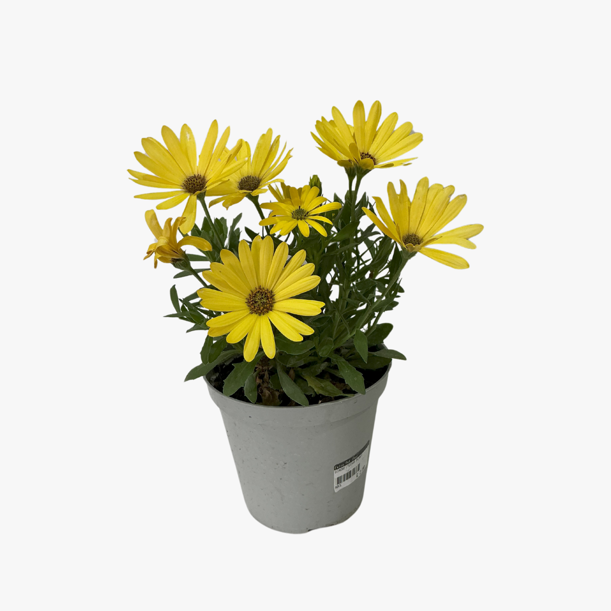 Dimorfitecha Plant