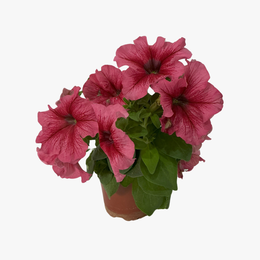 Petunia