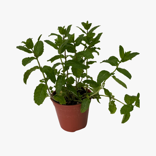 Herbs All Plants