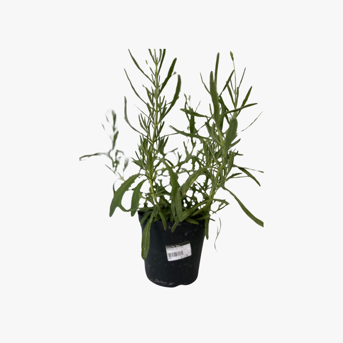 Lavander Plant