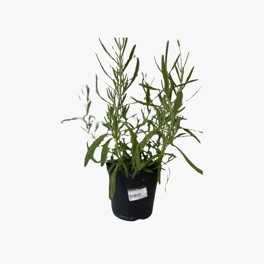 Lavander Plant