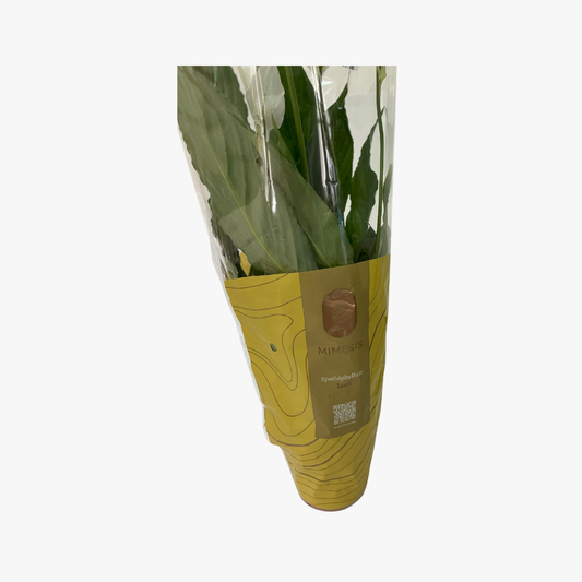 Spatiphilium Plant