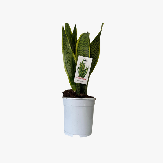 Sansilveria Sml Plant