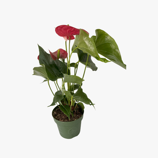Anthurium Pot13