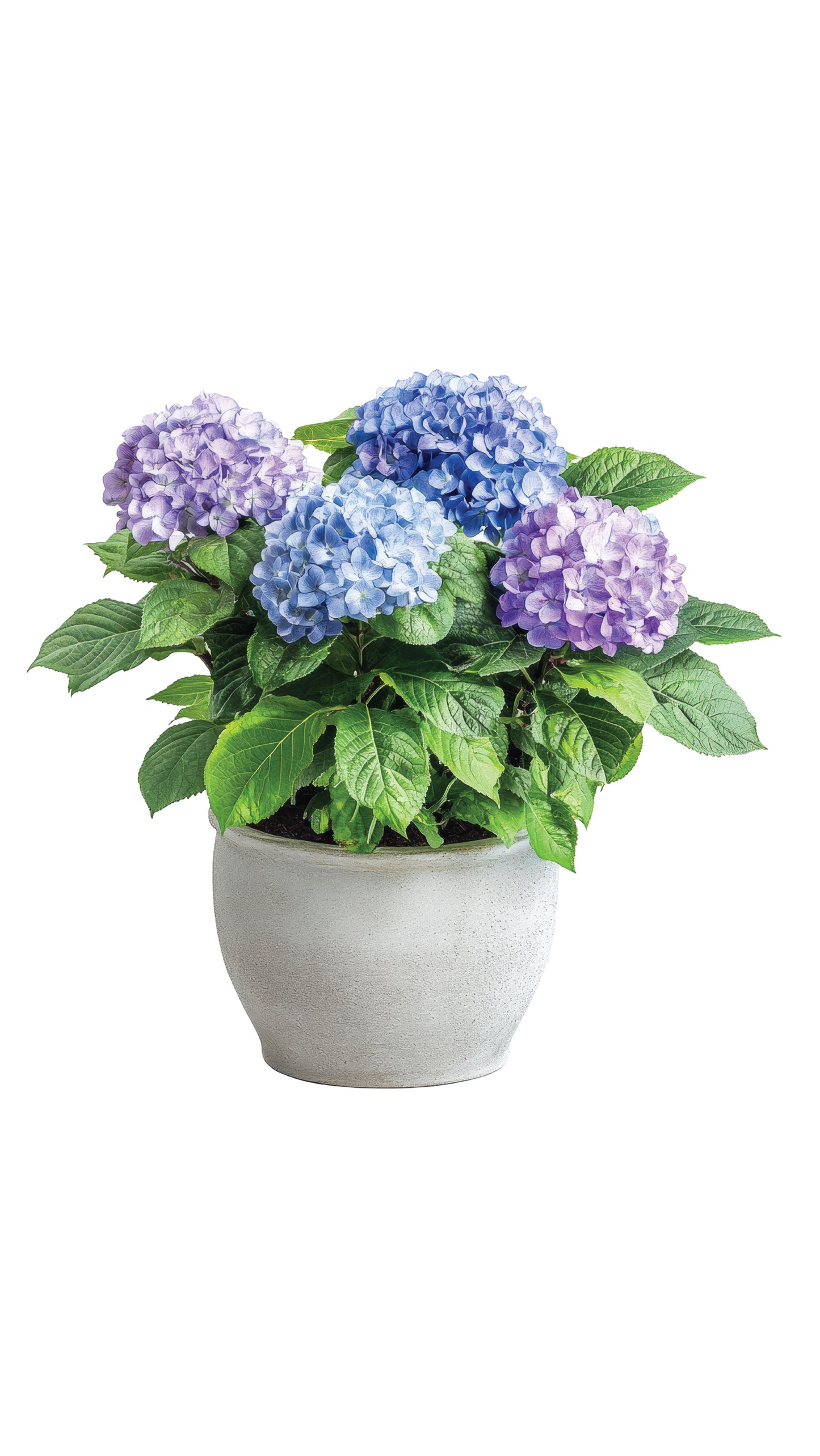 Ordensia (Hydrangea)