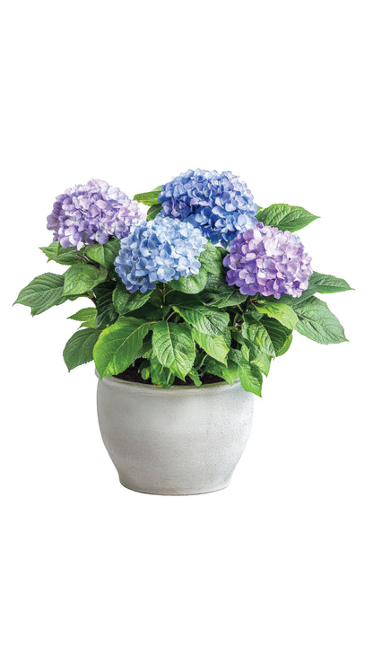Ordensia (Hydrangea)