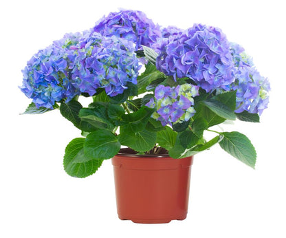 Ordensia (Hydrangea)
