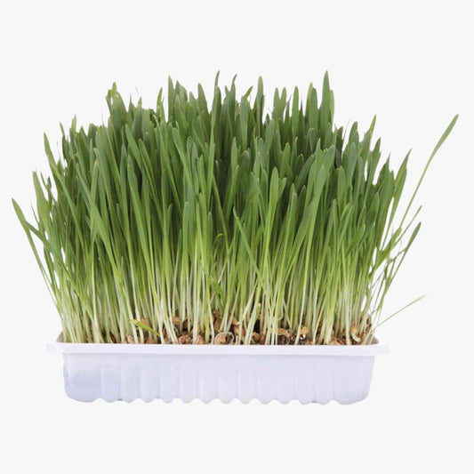 Trixie Cat grass dish, bowl/approx. 100 g