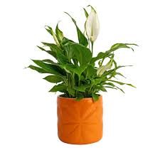 Navigate Porcelain Embossed Pot Small Orange