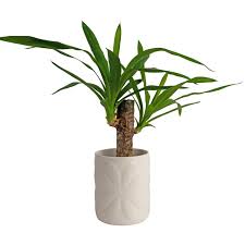 Navigate Porcelain Embossed Pot Small Ivory