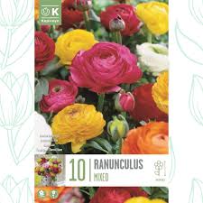 Kapiteyn Ranunculus 10 Mixed Bulbs
