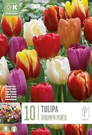 Kapiteyn 10 Tulip Mixed Bulbs
