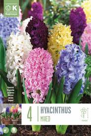 Kapiteyn Hyacinthus 4 Mixed Bulbs