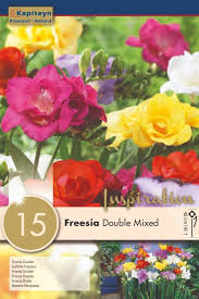 Kapiteyn Freesia Double Mixed 15 Bulbs