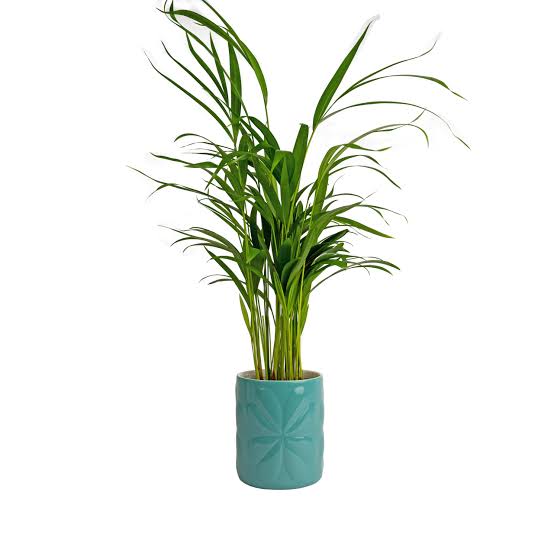 Navigate Porcelain Embossed Pot Large Teal